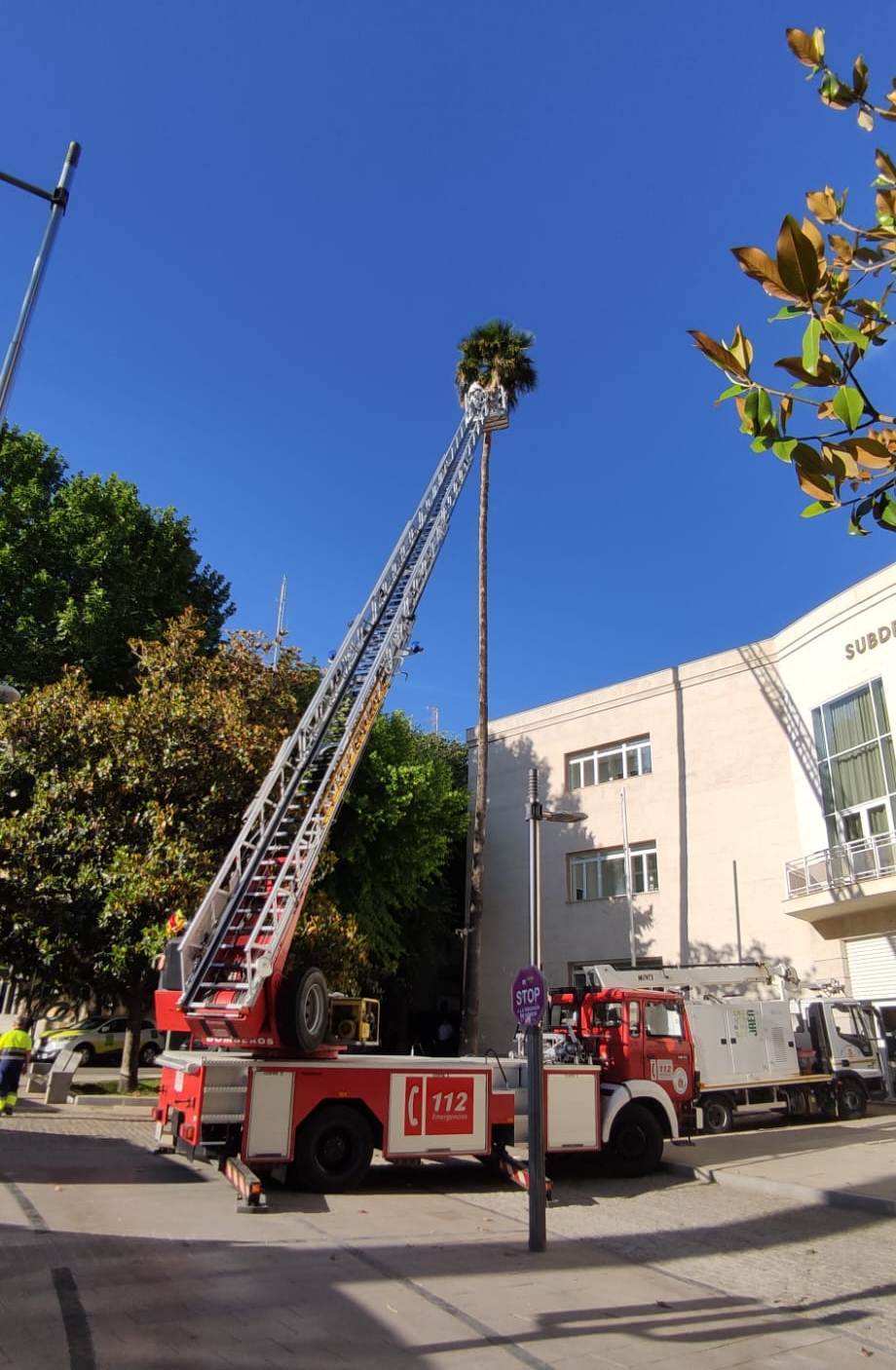 PALMERAS PICUDO BOMBEROS