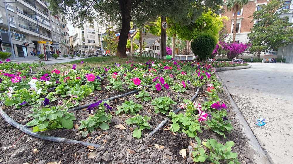 plaza constitucin flores