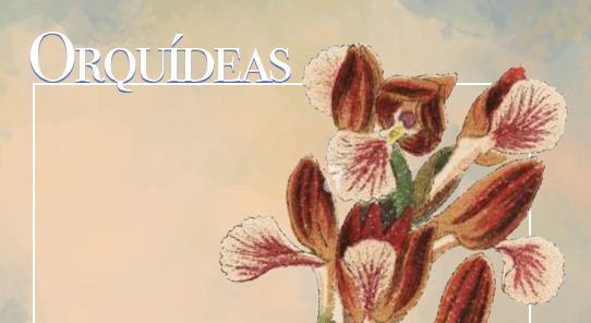 Gua de orqudeas silvestres en los parques y jardines de Jan