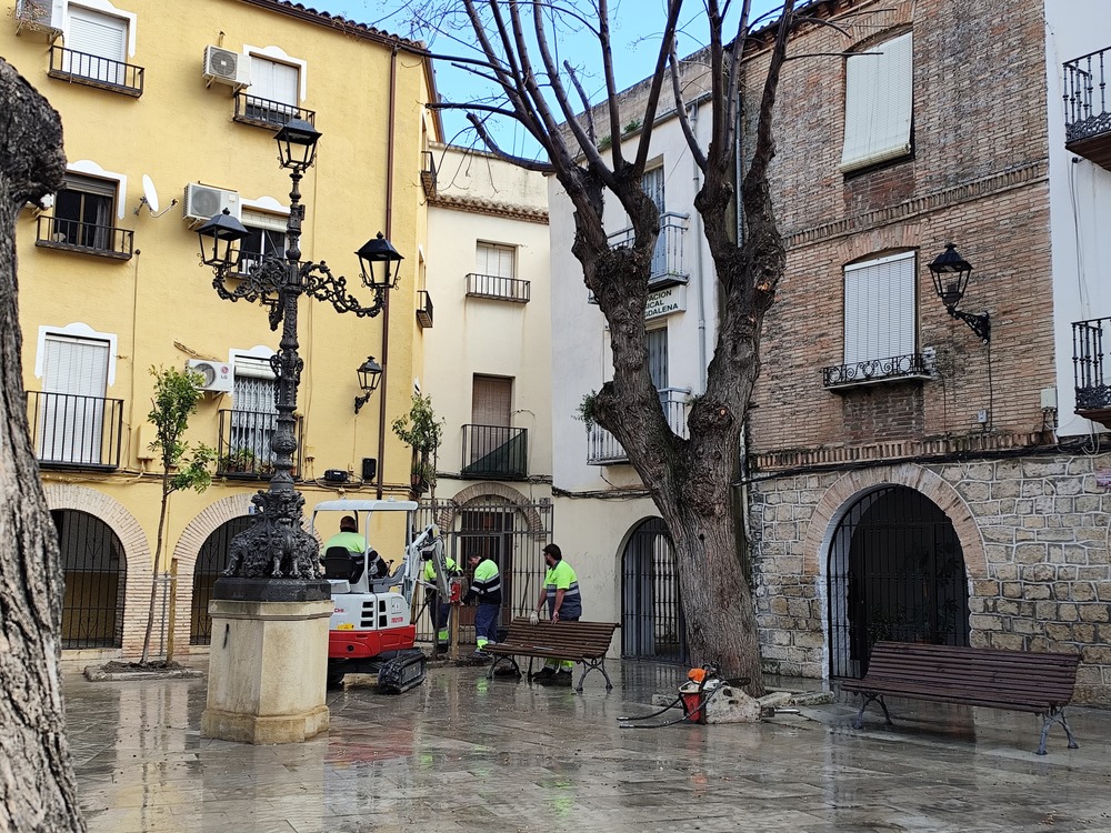 Foto 1  plantacin de naranjo en alcorques vacos en zona de la Magdalena