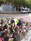 Haga click para ampliar imagen: plantacin de flores 