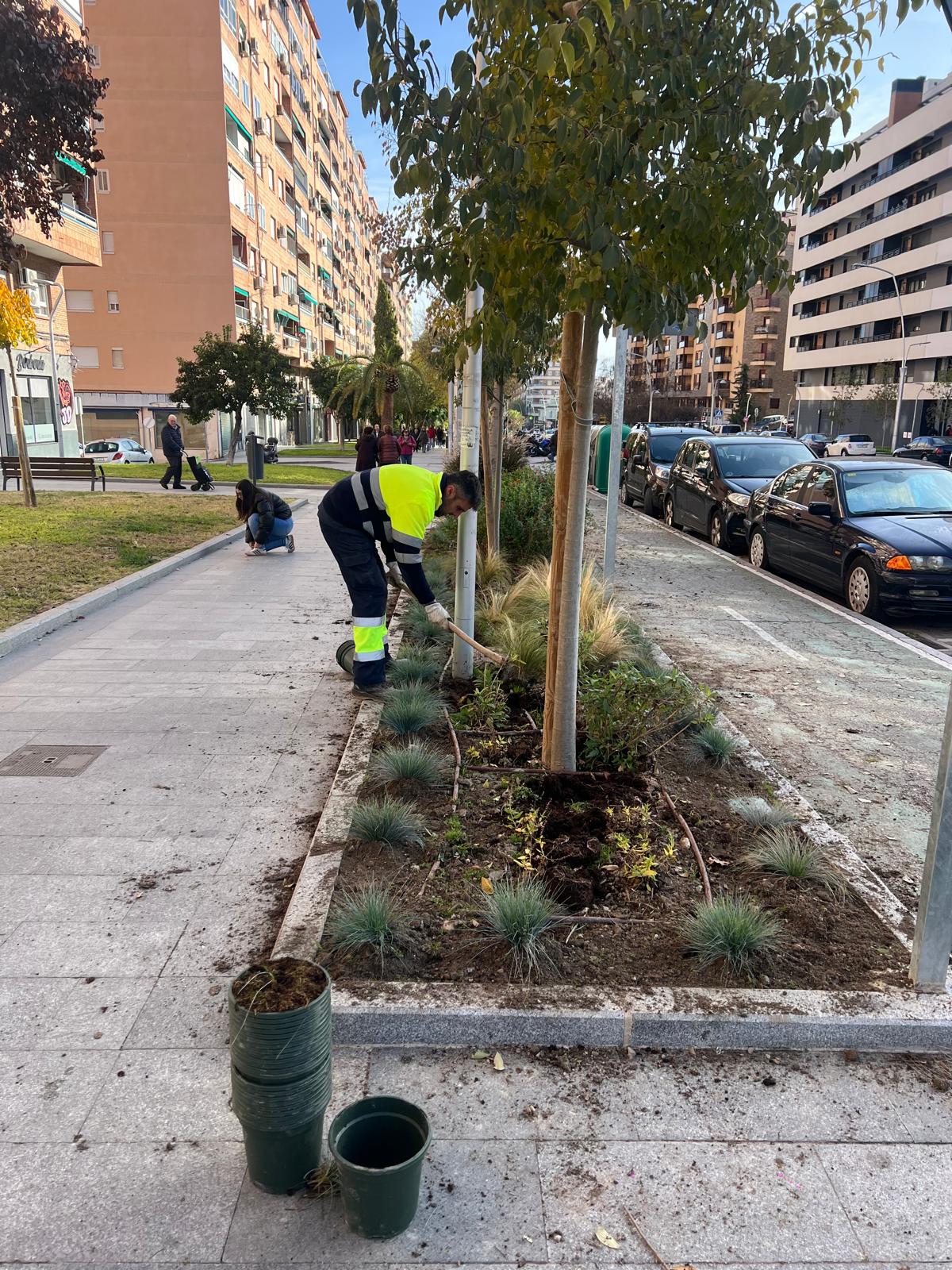 Foto plantaci�n parterres Avenida Andaluc�a 1