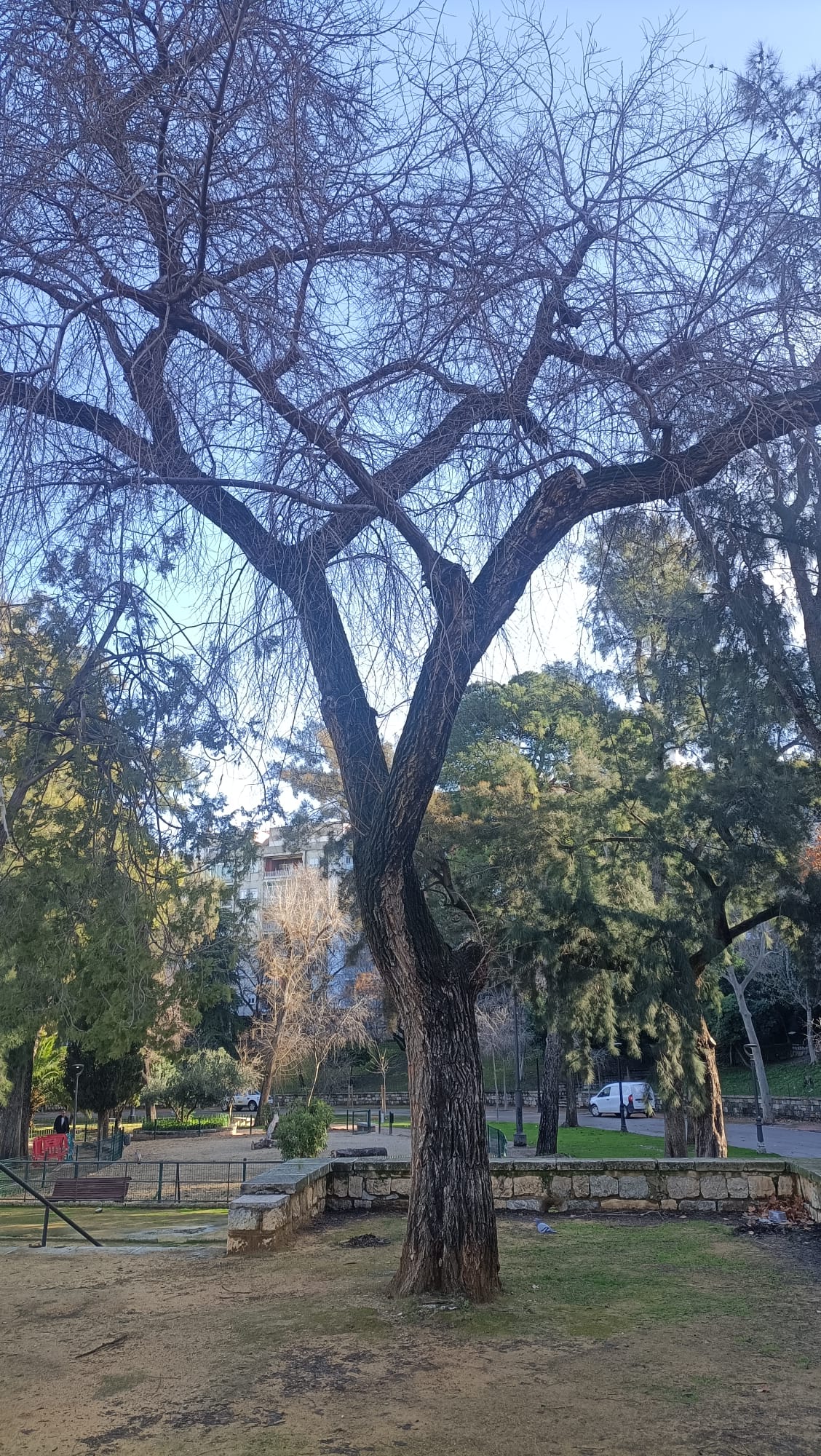 Foto  Estudio t�cnico arbolado con anomal�as