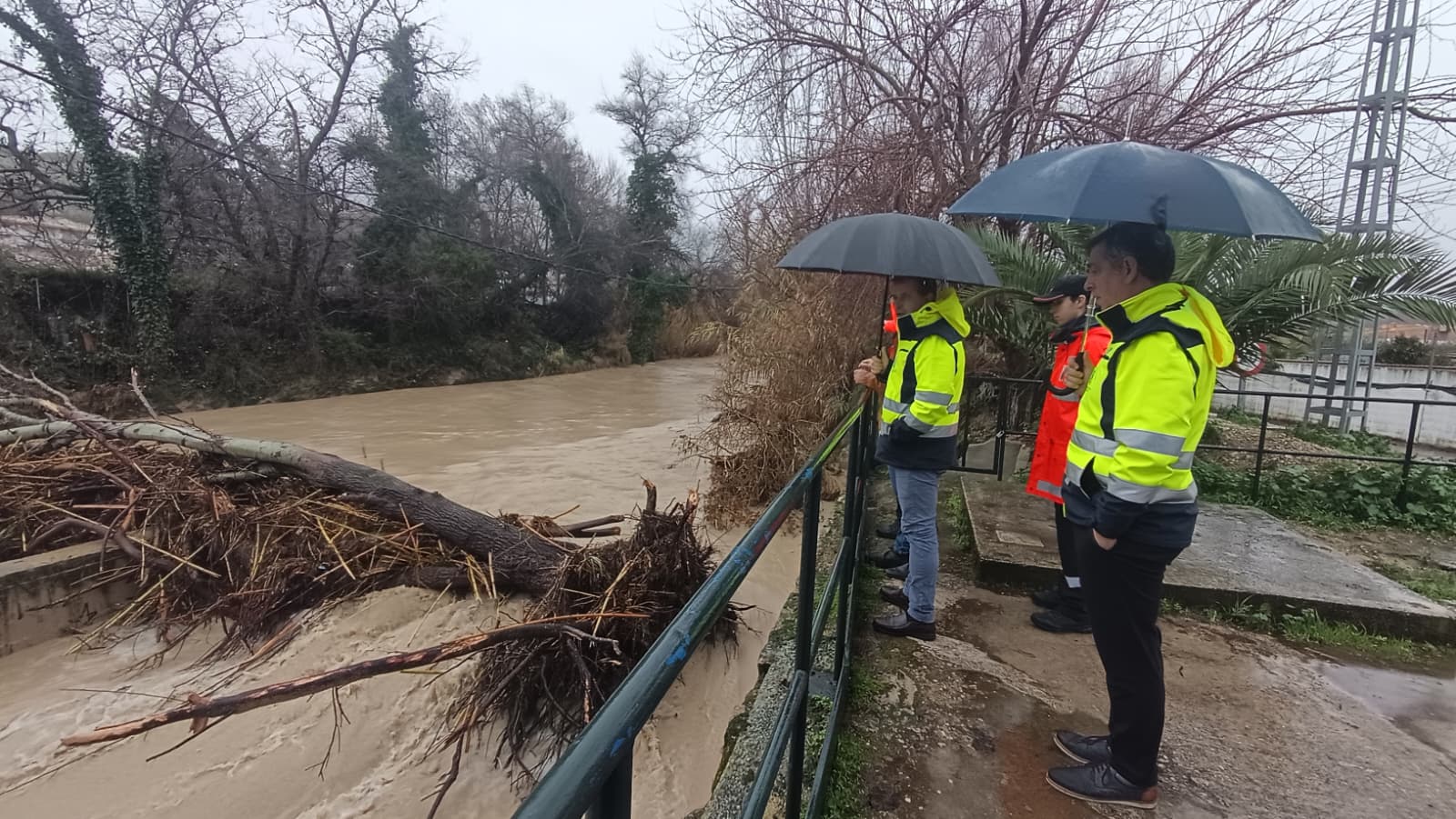 Foto temporal Puente Jontoya arbol