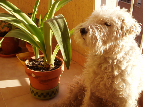 Animal dom�stico 1